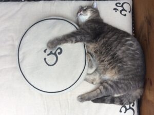 Il est prouvé que le ronron du chat peut aider à baisser le niveau de stress...